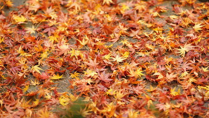 The beautiful autumn view with the colorful leaves on the tree in the city