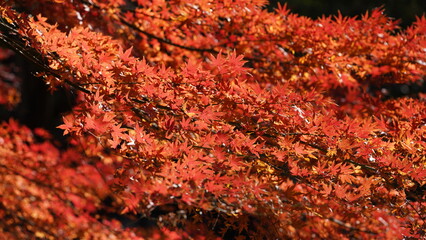 The beautiful autumn view with the colorful leaves on the tree in the city