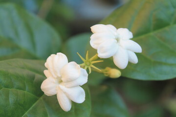 Fototapeta na wymiar Jasmine flower partially blooming background blur