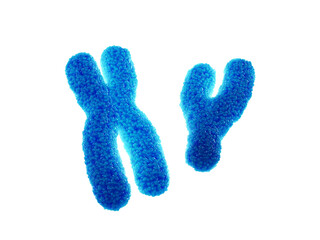 X (Female) and Y (Male) chromosomes isolated. Genetic disorders and gene therapy	
