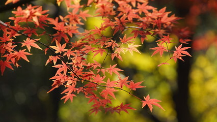 The beautiful autumn view with the colorful leaves on the tree in the city