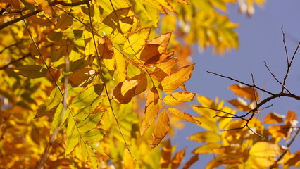 The beautiful autumn view with the colorful leaves on the tree in the city