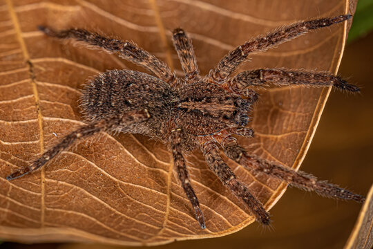 Adult Wandering Spider