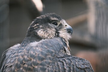 red tailed hawk