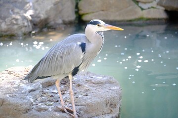 great blue heron