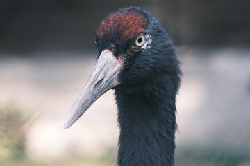grey crowned crane