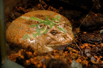 frog on a tree