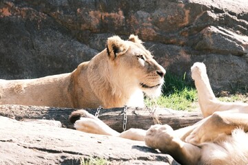 lion and lioness
