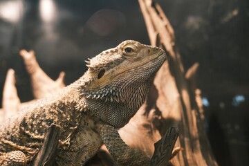iguana in the zoo