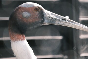 grey crowned crane