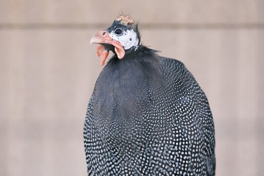 ホロホロ鳥 Images Browse 59 Stock Photos Vectors And Video Adobe Stock