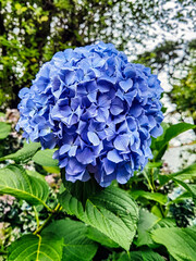 Hydrangea macrophylla known as bigleaf, French or mophead hydrangea, penny mac and hortensia