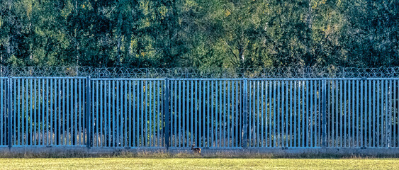Poland-Belarus border wall with red deer in background - Bialowieza Forest, Poland