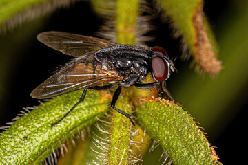 Adult Muscoid Fly