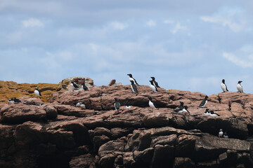 Puffin Rookery on Rock Island