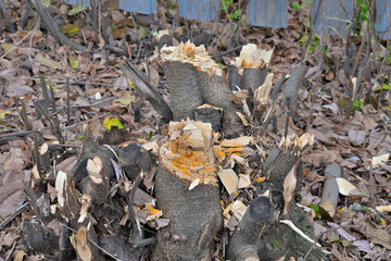 A fresh stump of a deciduous tree on an autumn day