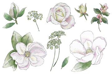 Set of watercolor white roses and magnolias, wedding decor. Hand drawn illustration. Isolated on white background © YustasArt
