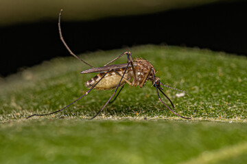 Adult Female Southern House Mosquito Insect