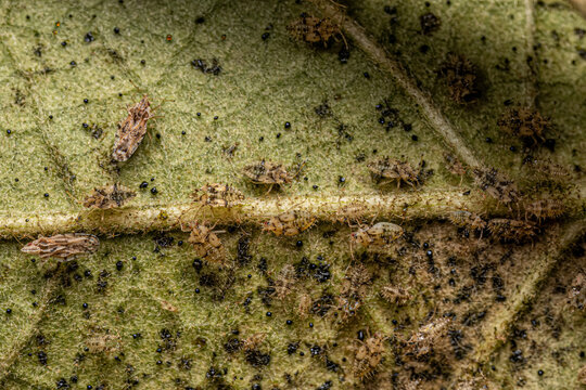 Small Lace Bug Nymphs and Adults