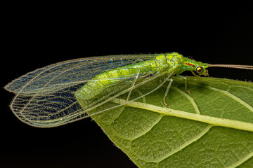 Adult Typical Green Lacewing - obrazy, fototapety, plakaty