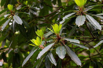Young magnolia leaves on a branch. Magnolia grandiflora, commonly known as the southern magnolia or bull bay
