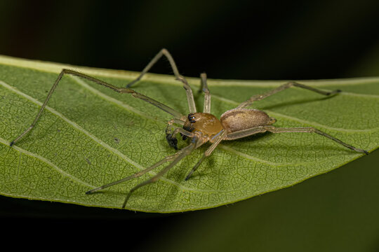 Small Ghost Spider
