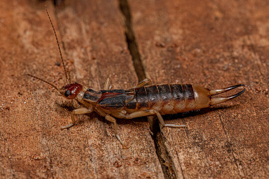 Adult Shore Earwig