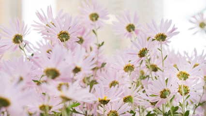 Argyranthemum pink flowers (silver bush flower) 91