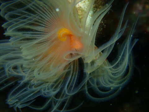 Polychaeta Smooth tubeworm or red-spotted horseshoe (Protula tubularia) close-up undersea, Aegean Sea, Greece, Halkidiki