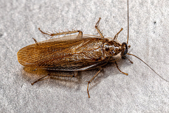Adult Wood Cockroach