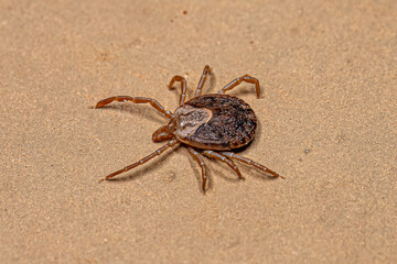 Female Adult Cayenne Tick