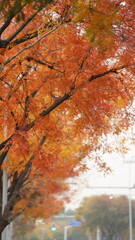 The beautiful autumn view with the colorful leaves on the tree in the city