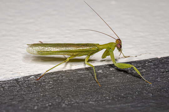 Adult Acontistid Mantis
