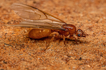 Adult Female Winged Thief Queen Ant