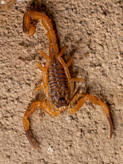 Small Female Brazilian Yellow Scorpion
