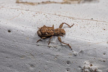 Adult Broad-nosed Weevil