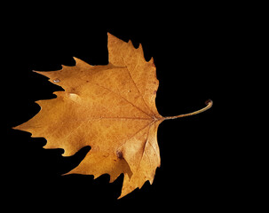 leaf leaves yellow brown in autumn season isolated