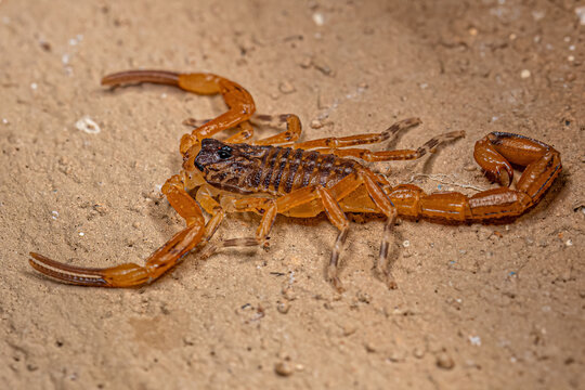 Small Female Brazilian Yellow Scorpion
