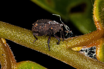 Adult True Weevil