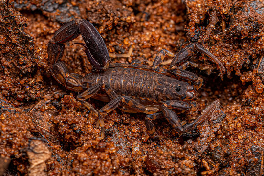 Adult Arrowbreasted Scorpion
