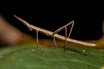 Neotropical Stick Grasshopper © ViniSouza128