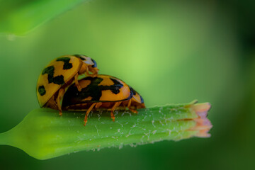 ladybug on leaf