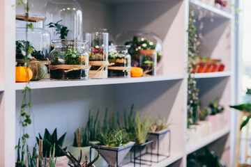 Plants in glass jar terrariums in florist shop