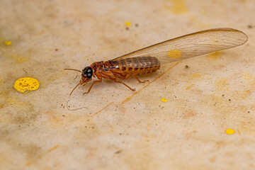 Adult Higher Termite