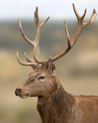 Male red deer (Cervus elaphus) portrait. Also called stag or hart. Detail of the head and antlers....