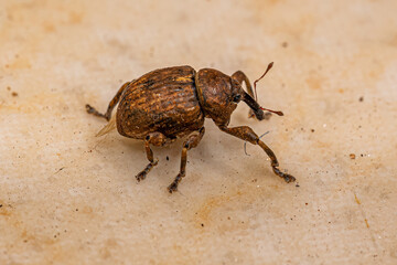 Adult True Weevil