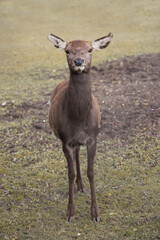 Female red deer (Cervus elaphus) looking to the camera. Full body shot. Also called a hind. Czech republic, Pilsen region, Europe. Isolated on blurred background.