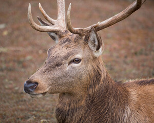 Male red deer (Cervus elaphus) portrait. Detail of the head. Also called stag or hart. Czech republic, Pilsen region, Europe. Isolated on blurred background.