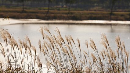 The soft reeds view on the water in winter