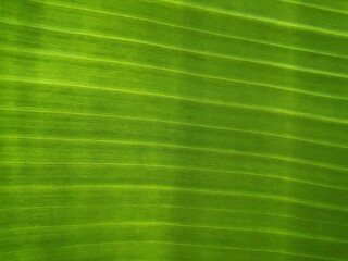 Background of banana leaf from tropical garden.